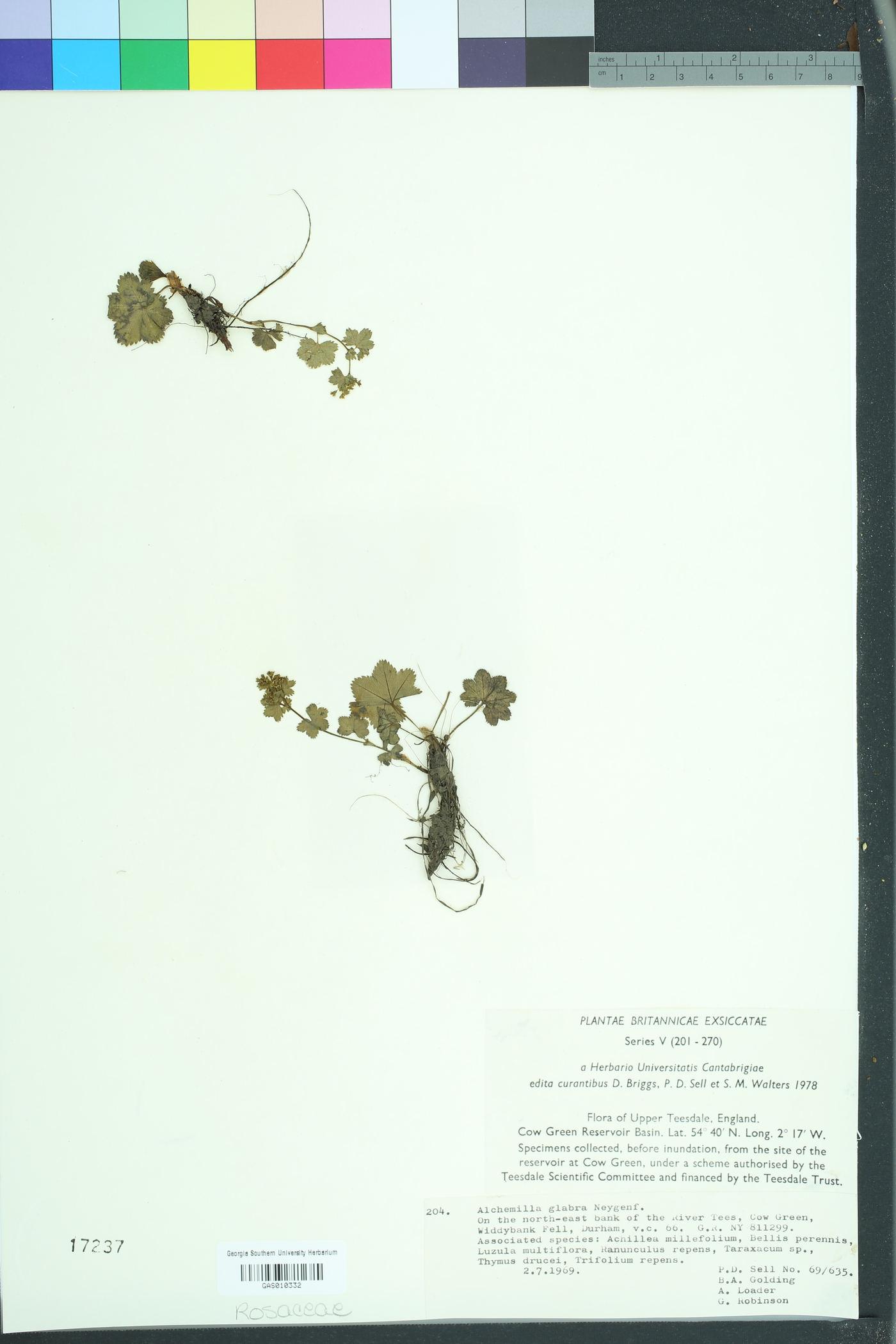 Alchemilla glabra image