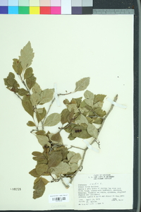 Crataegus viridis image