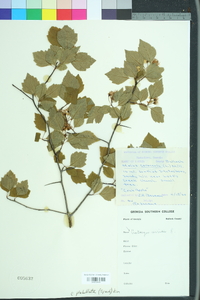 Crataegus viridis image