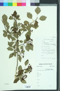 Crataegus viridis image