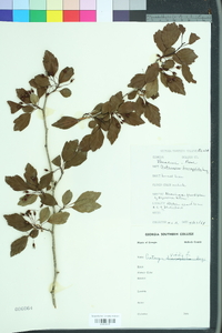 Crataegus viridis image