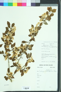 Crataegus viridis image