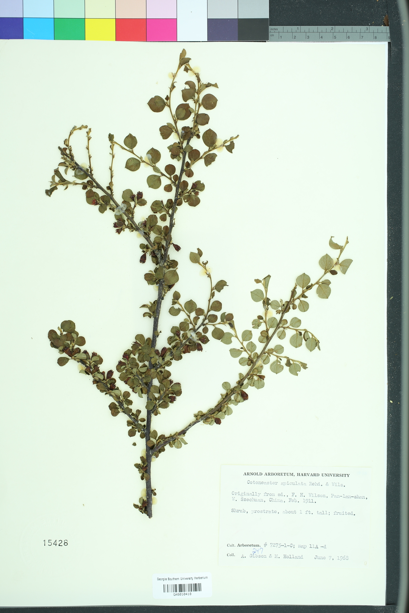 Cotoneaster apiculatus image