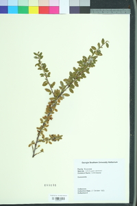 Cotoneaster dammeri image