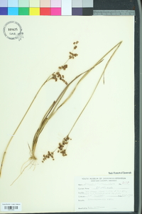 Juncus elliottii image