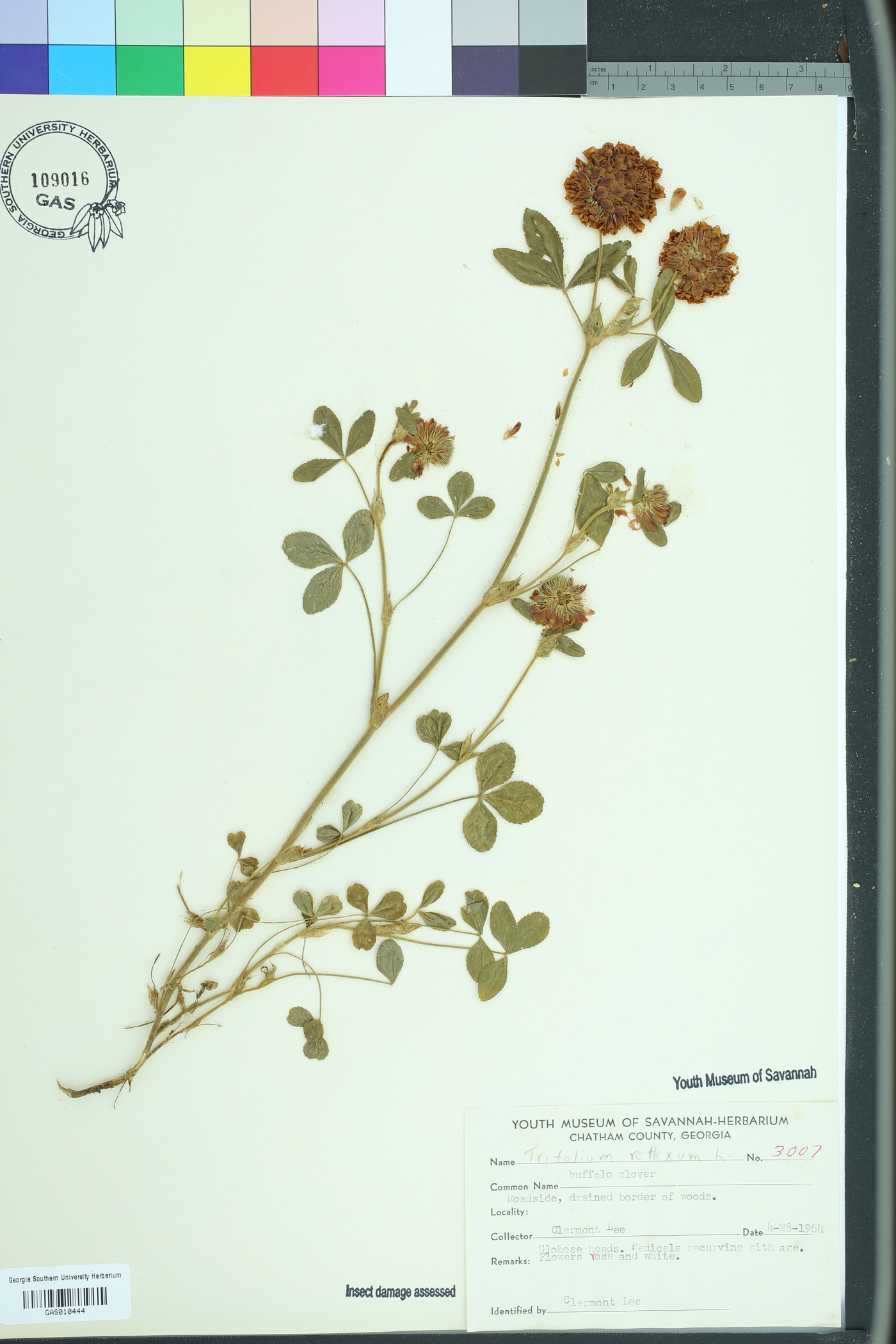 Trifolium reflexum image