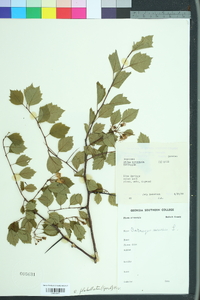 Crataegus flabellata image