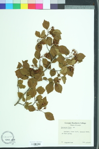 Crataegus flava image