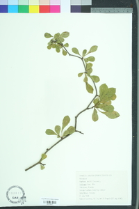 Crataegus flava image