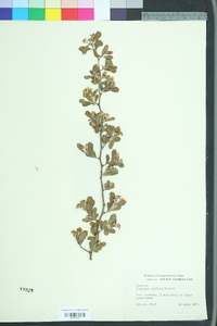 Crataegus uniflora image