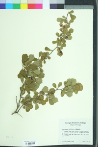 Crataegus uniflora image