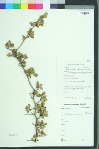 Crataegus uniflora image