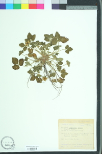 Potentilla indica image