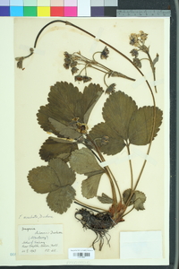 Fragaria chiloensis image