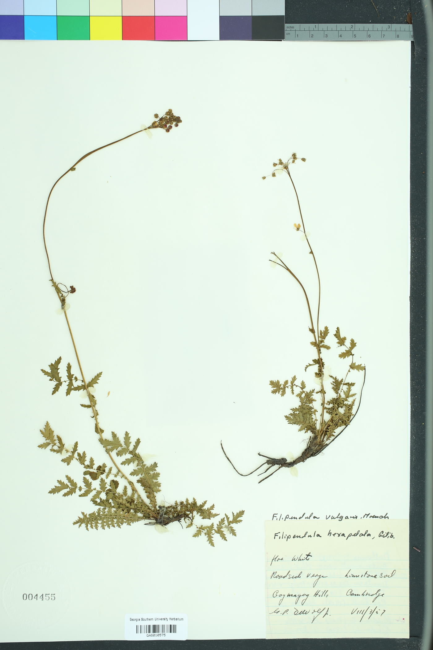 Filipendula vulgaris image