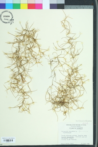 Tillandsia usneoides image