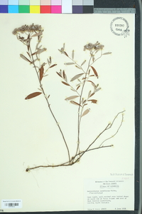 Helianthemum corymbosum image