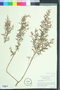 Helianthemum rosmarinifolium image