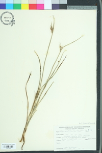 Scleria ciliata image