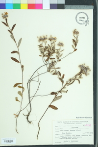 Helianthemum corymbosum image