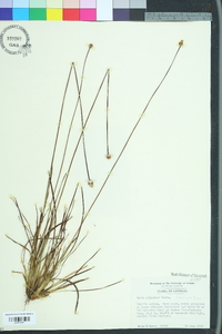 Xyris elliottii image