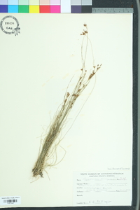 Rhynchospora torreyana image