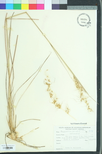Sorghastrum secundum image