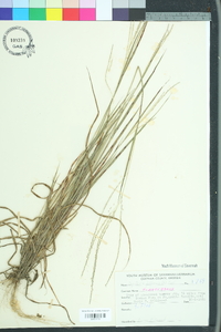 Digitaria filiformis image