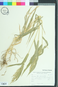 Urochloa ramosa image