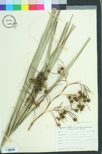 Sabal palmetto image