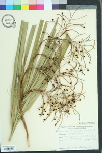 Sabal palmetto image