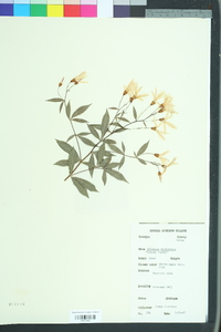 Gillenia trifoliata image