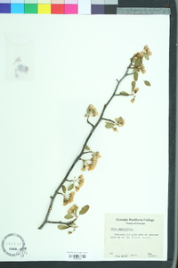 Malus angustifolia image