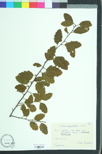 Malus angustifolia image