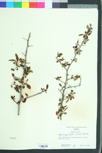 Malus angustifolia image