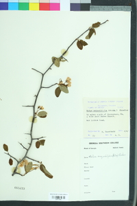 Malus angustifolia image