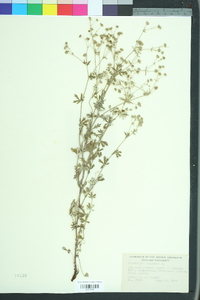 Potentilla argentea image