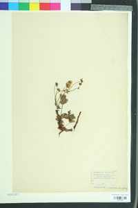 Potentilla neumanniana image