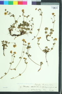 Potentilla neumanniana image