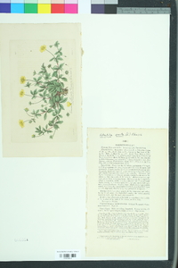 Potentilla erecta image