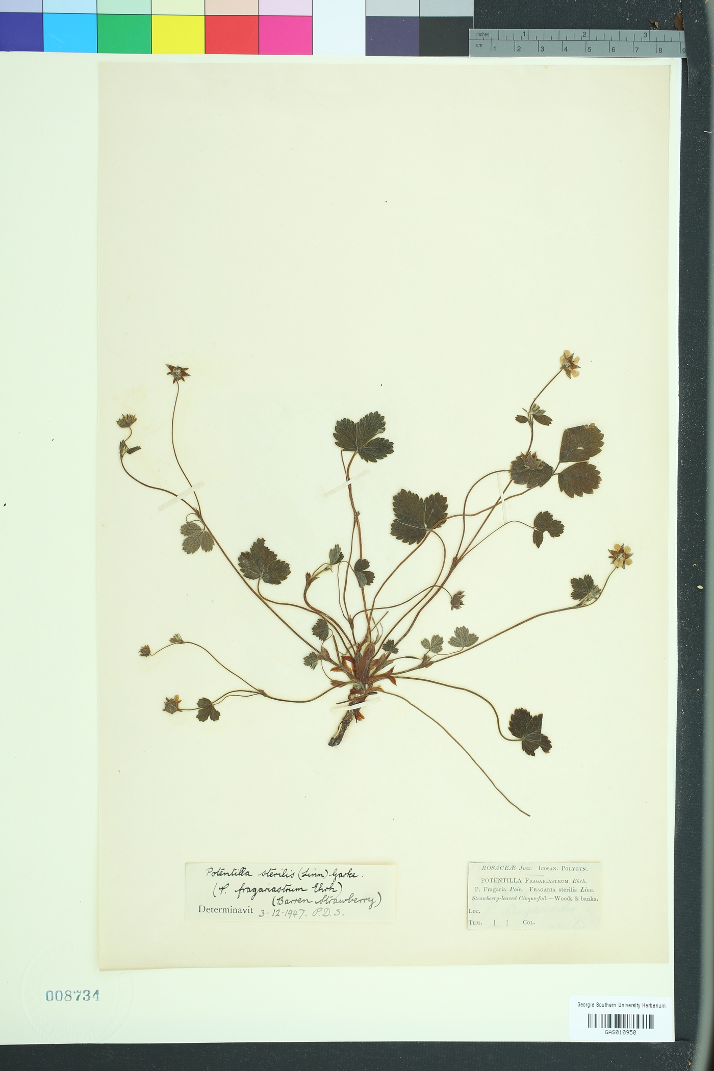 Potentilla sterilis image