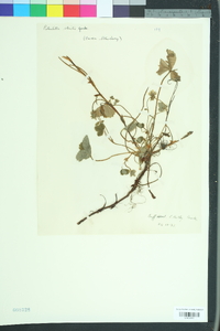 Potentilla sterilis image