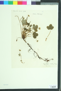 Potentilla sterilis image