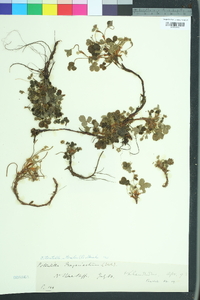 Potentilla sterilis image