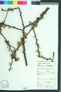 Prunus angustifolia image