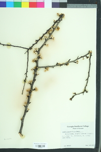 Prunus angustifolia image