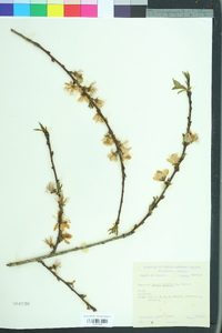 Prunus persica image