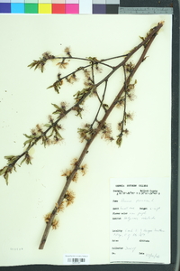 Prunus persica image