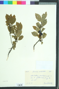 Prunus umbellata image