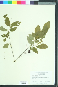Prunus umbellata image